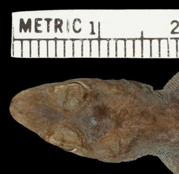 Media type: image; Herpetology R-81136